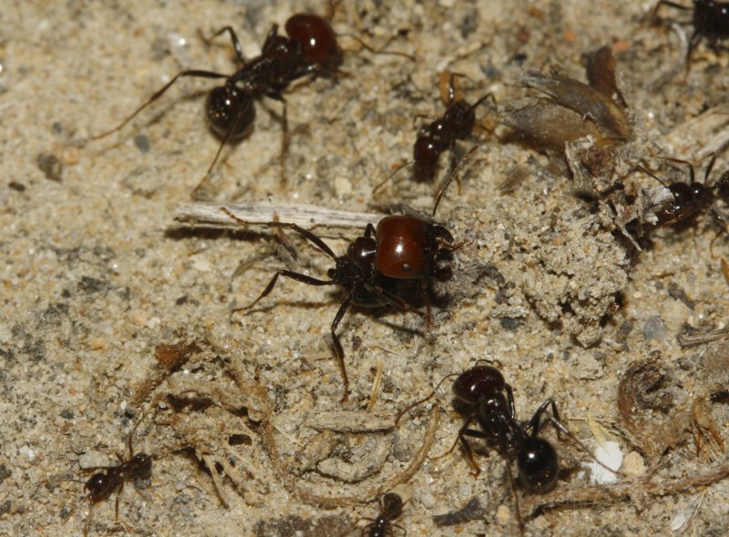 Hormigas_4308.jpg
