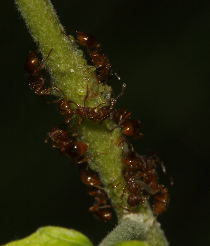 Hormigas_4811.jpg