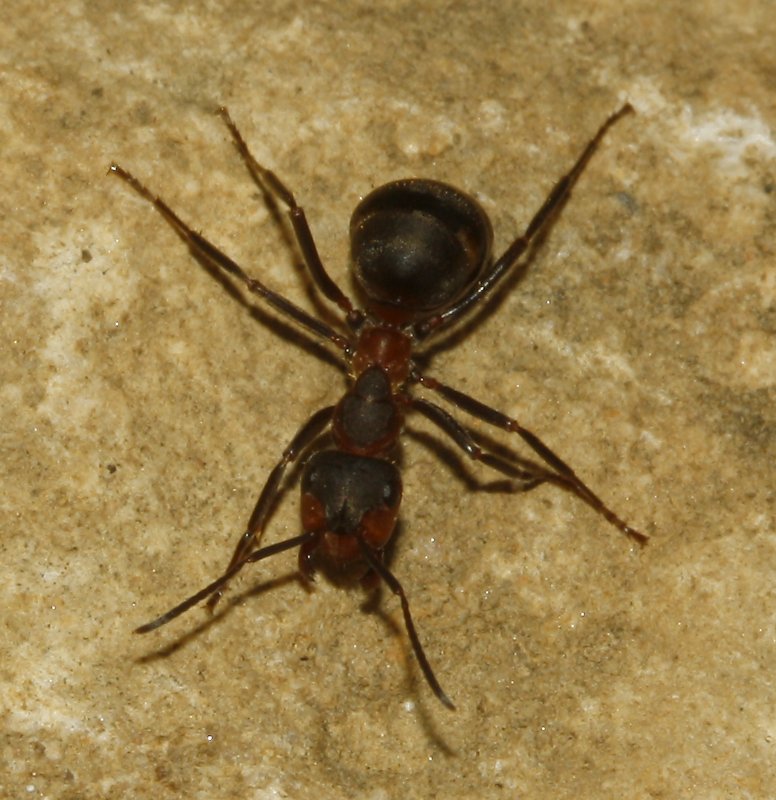 Hormigas_5214.jpg
