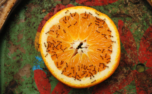 hormigas_naranja.jpg
