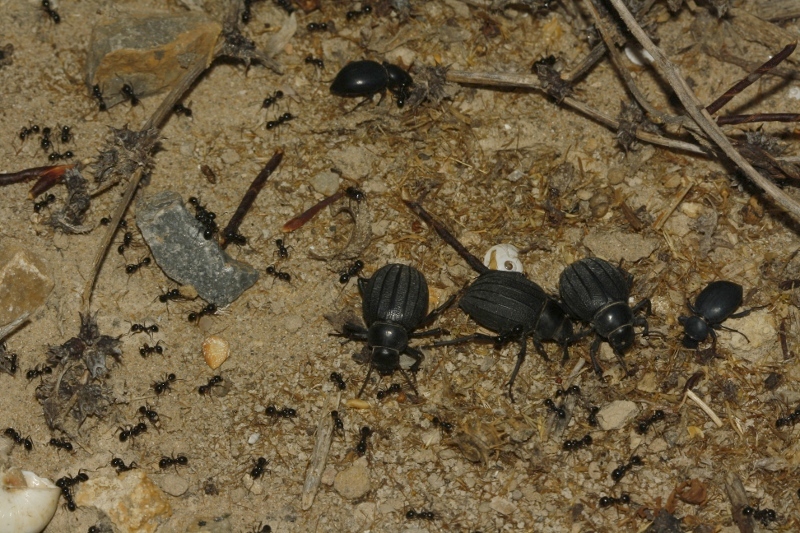 Hormigas_Pimelia_Tentyria_4244.jpg