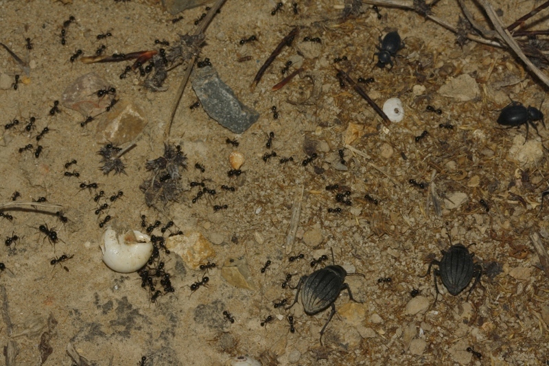 Hormigas_Pimelia_Tentyria_4245.jpg