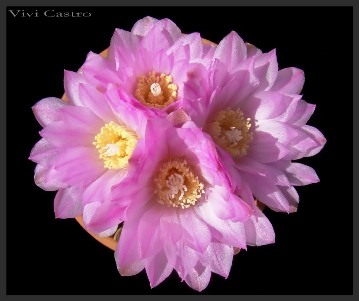 horridispinum2-1.jpg