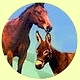 horse.jpg