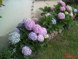 hort10.jpg