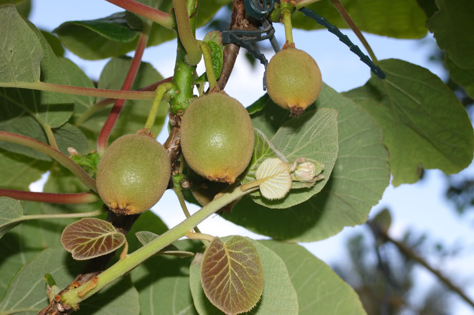Hort16aSeedling.jpg