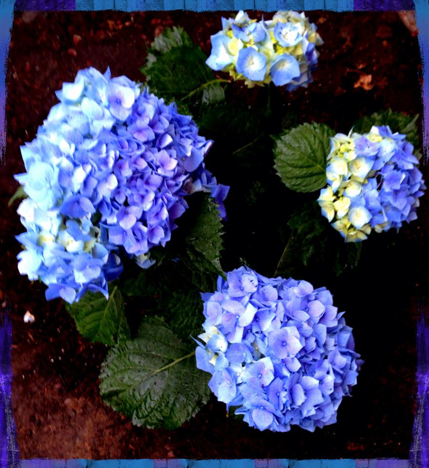 hortencia1_zps763b25db.jpg