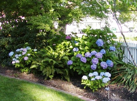 hortencias-y-jardines.jpg