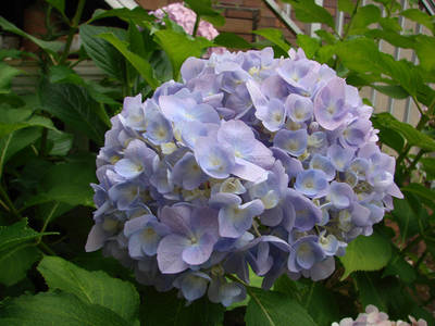 Hortensia-1.jpg