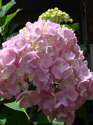 Hortensia-2.jpg