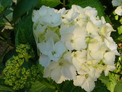 Hortensia%20blanca%201.jpg