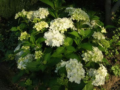 Hortensia%20blanca.jpg