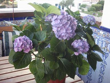 Hortensia%20redc%202005.JPG