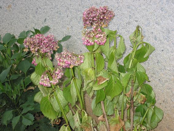Hortensia%20Rosa.JPG
