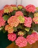 Hortensia%7E0.jpg