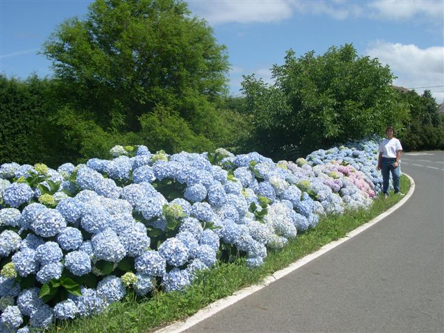 hortensia%7E3.jpg