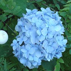 hortensia-azul-OP.jpg