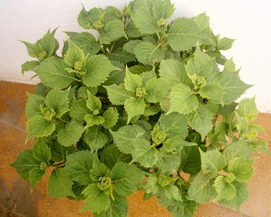 hortensia.JPG