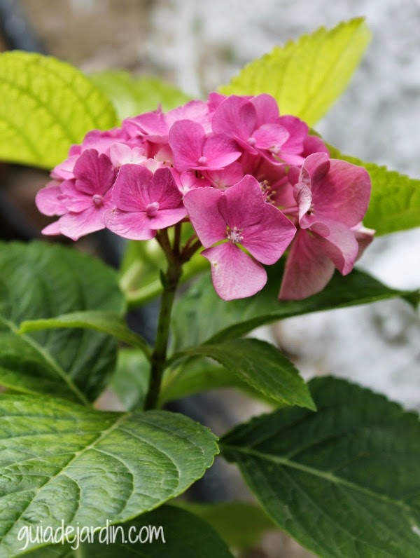 hortensia.jpg