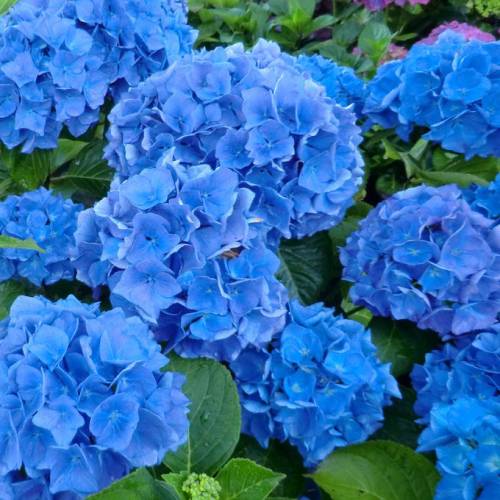 hortensia-renata-blue_ES_500_0002095.jpg