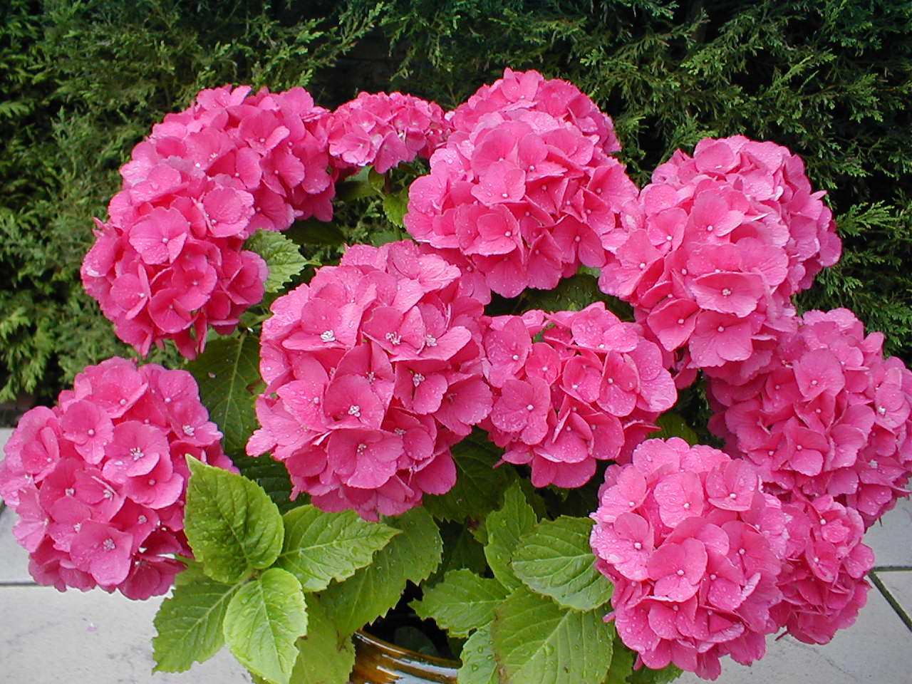hortensia02.jpg