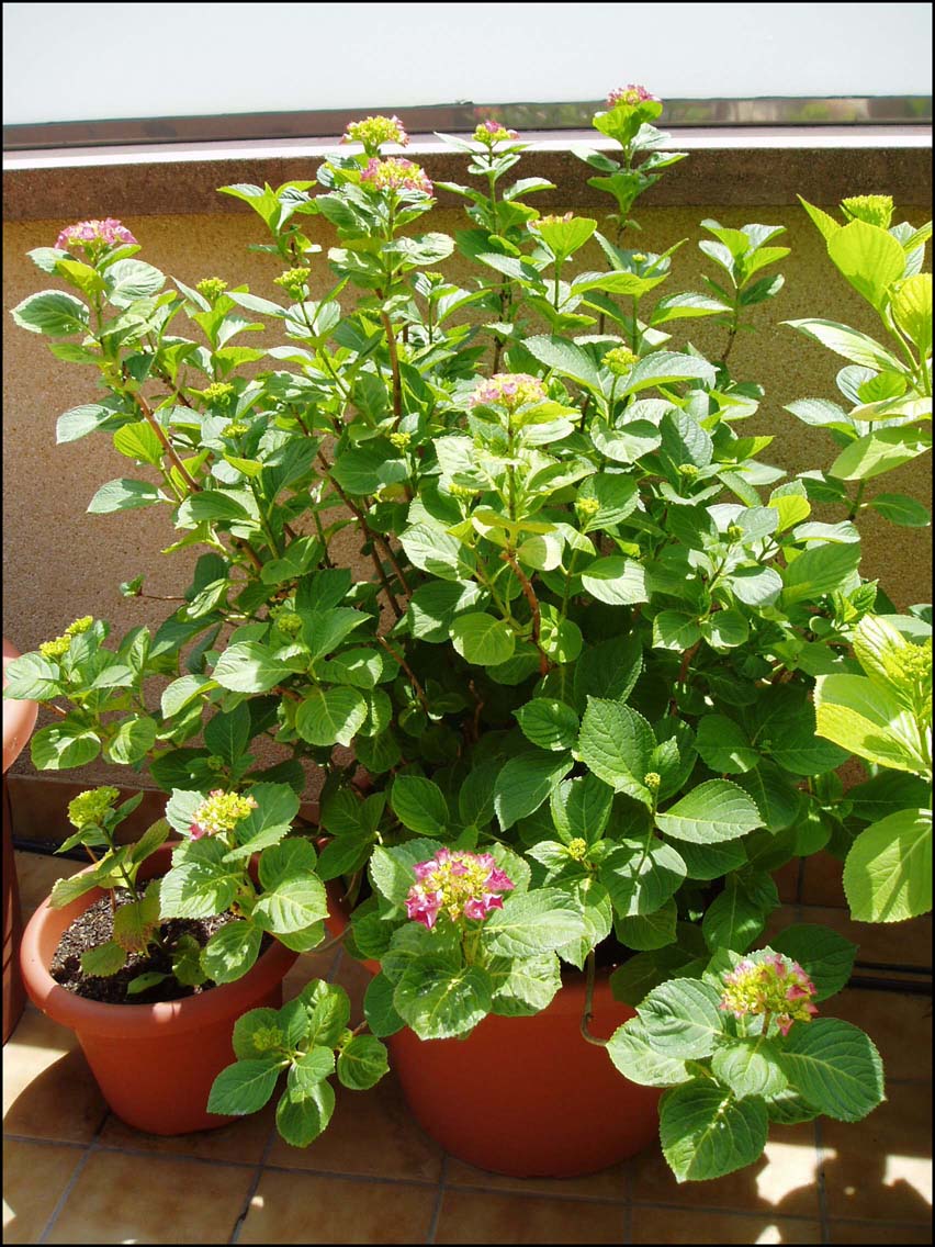 Hortensia13052006.JPG