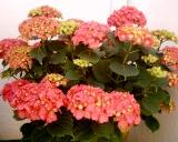 Hortensia2.jpg