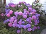 hortensia_bola.jpg