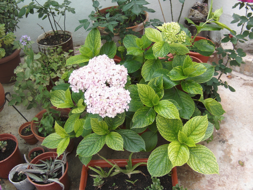 Hortensiaenteramsrosajpg.jpg