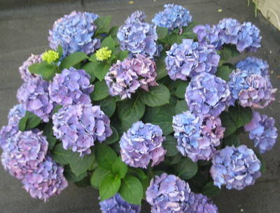Hortensia: quiero tener flores azules