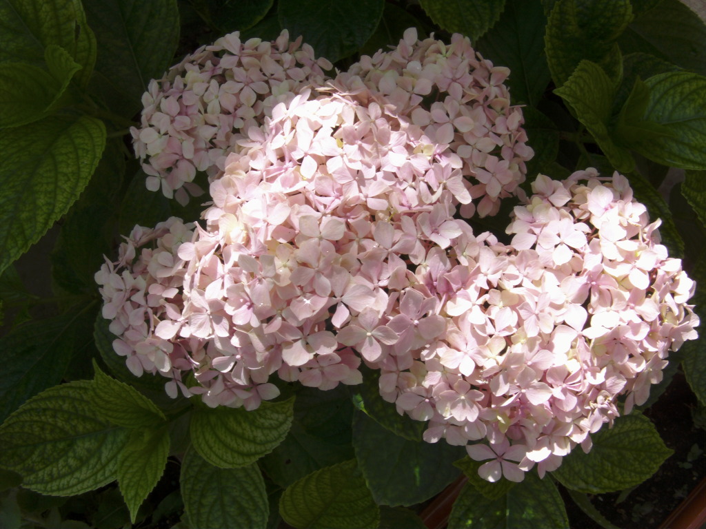 Hortensialuzysombrajpg.jpg