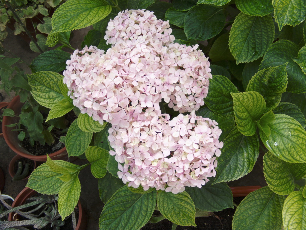Hortensiamsrosa1jpg.jpg