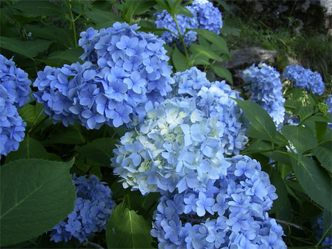 hortensias-celestes.jpg