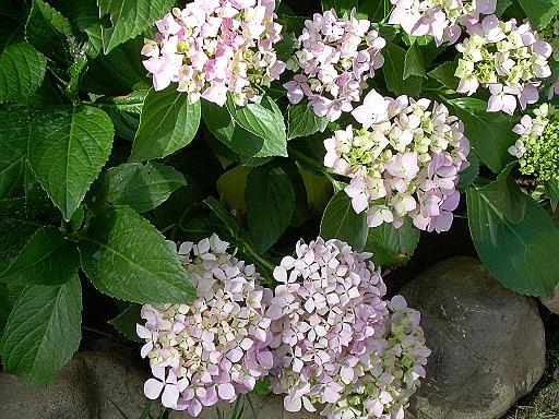 Hortensias.JPG