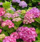 hortensias.jpg