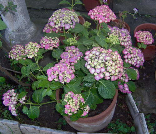 Hortensias_1.jpg