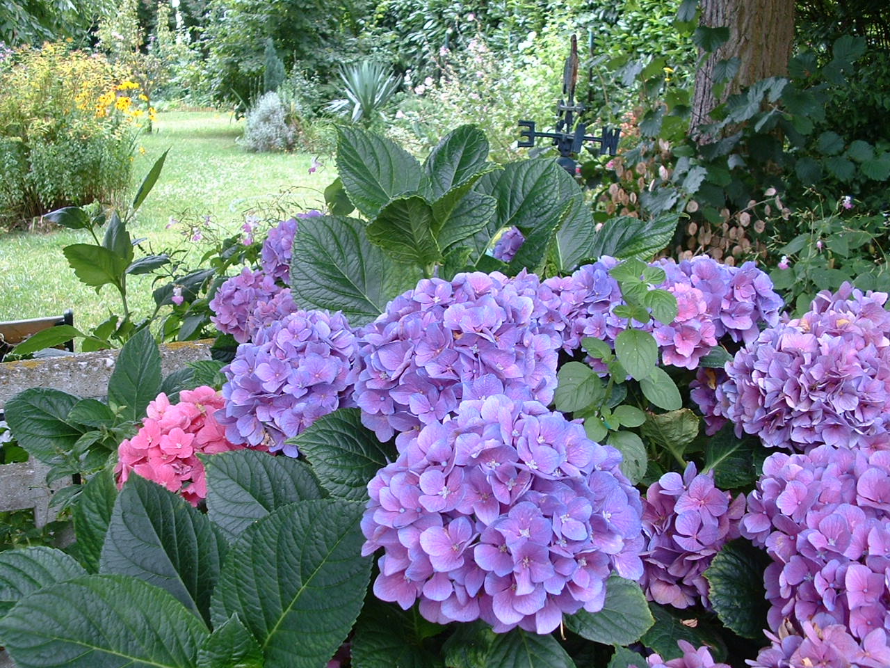 Hortensias_Vue_Jardin.JPG