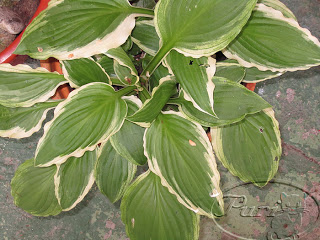 HOSTA+BICOLOR.jpg