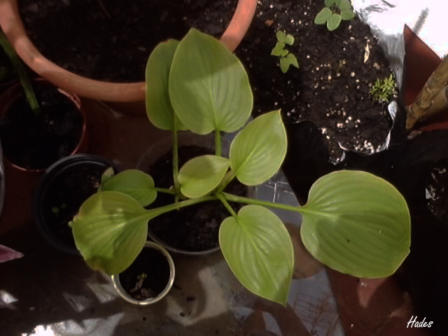 hosta.jpg