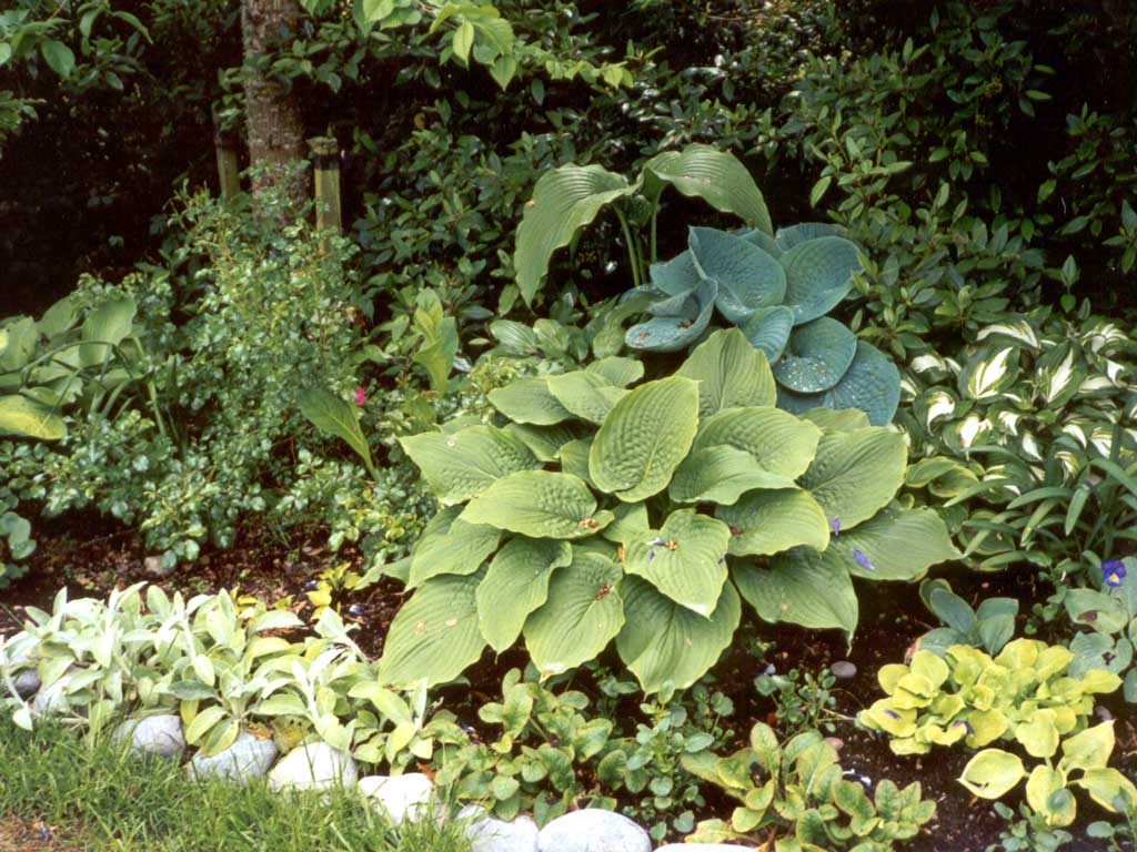 hosta-plant.jpg