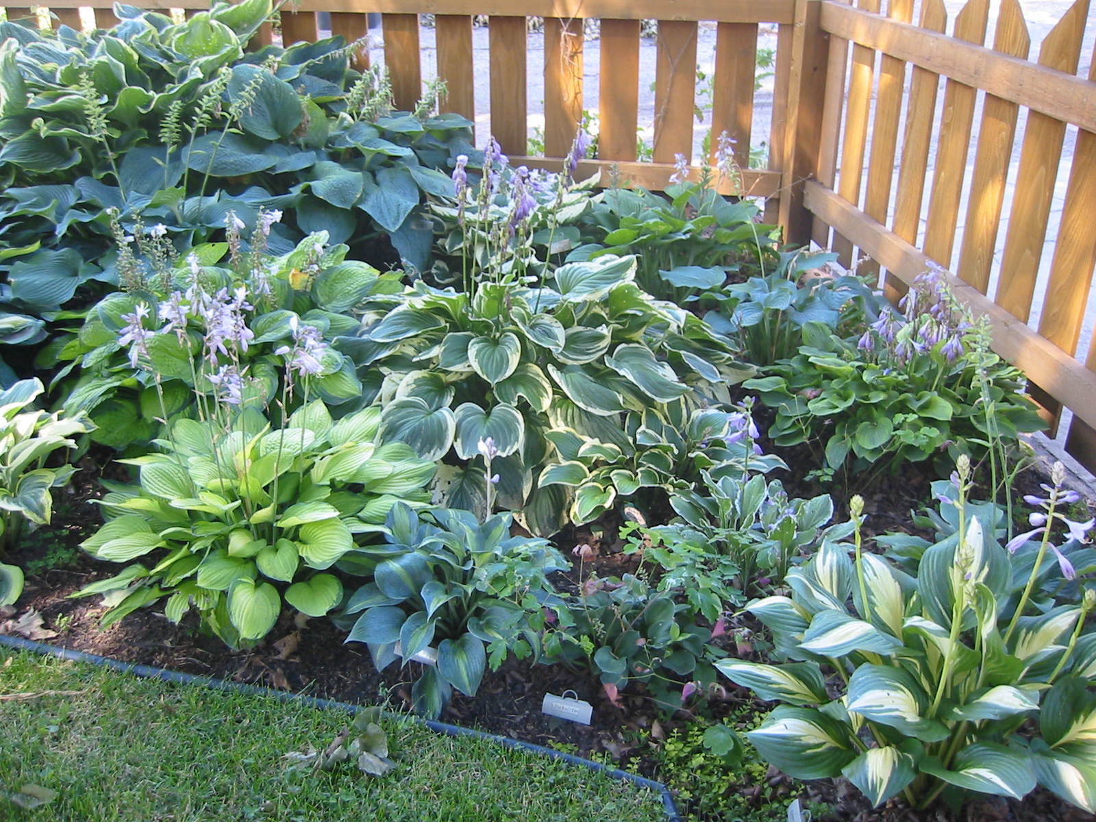 Hosta07.JPG