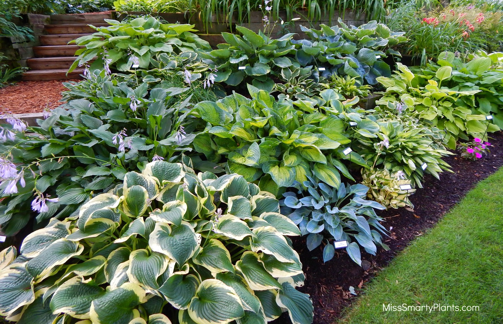 hosta3.jpg