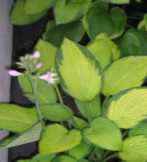 Hosta_con_flor.jpg