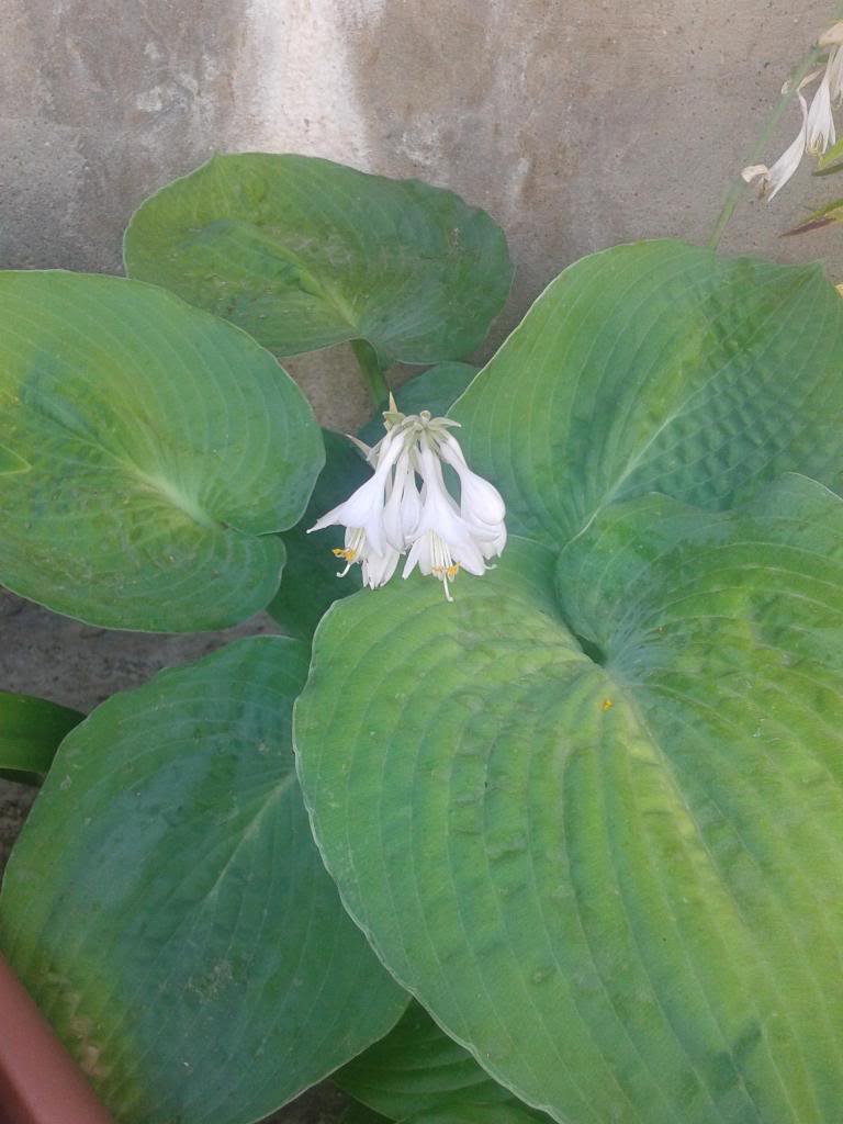 hosta_zps6934cb2e.jpg