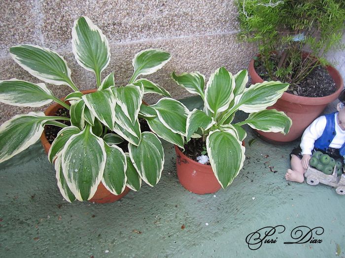 hostas+10+abril+2012.jpg