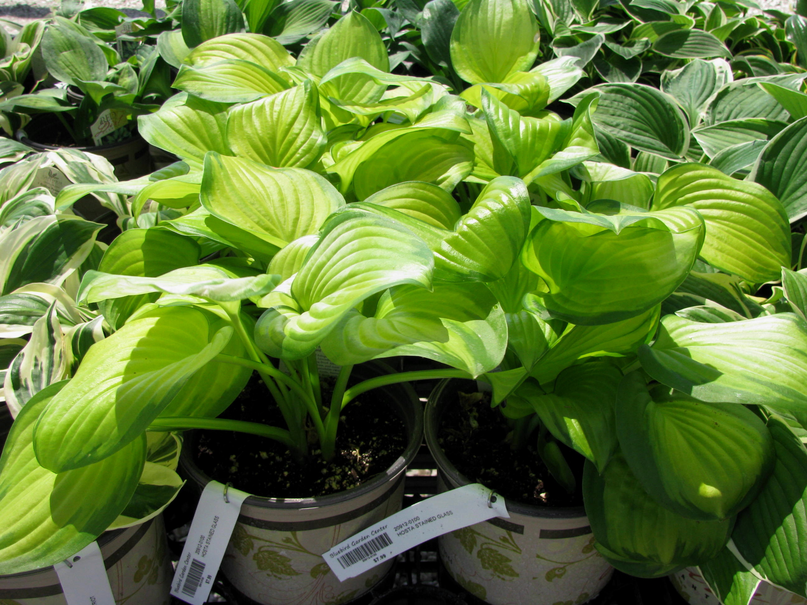 hostas-3.jpg