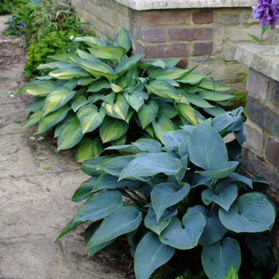 Hostas-June-and-Halcyon.jpg