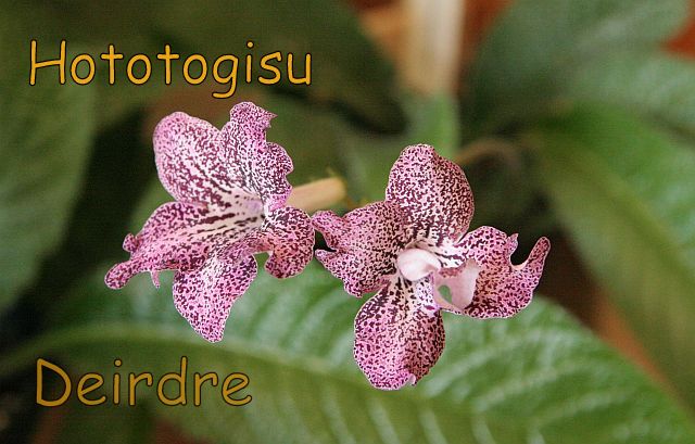 Hototogisu03.jpg