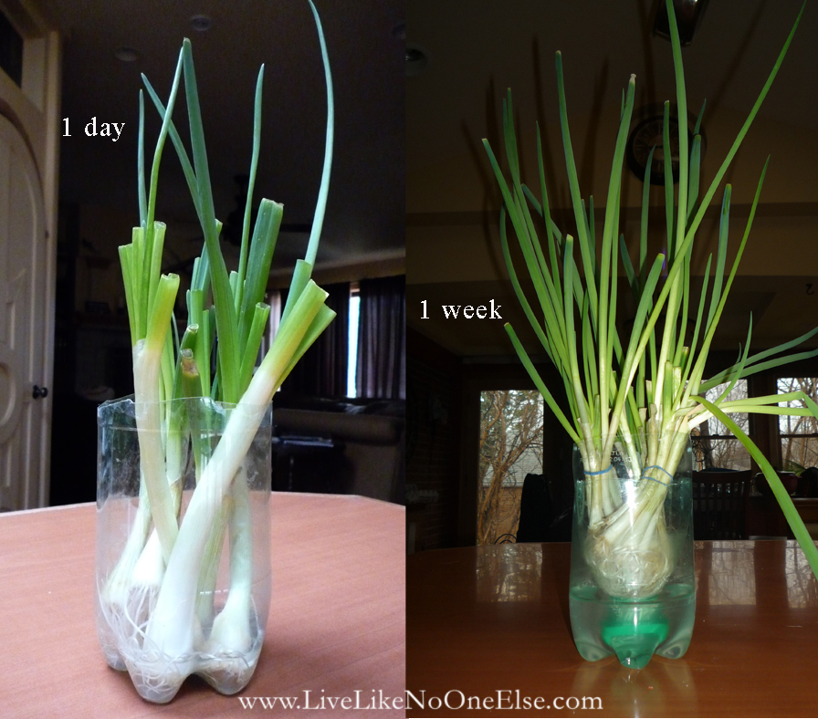 how-to-re-grow-your-green-onions.jpg