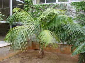 Howea_forsteriana_sp.jpg
